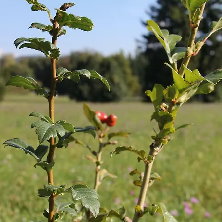 L'antica Corte Lazzago 3*