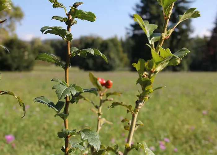 L'antica Corte Lazzago 3*